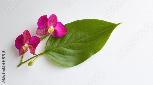 Vibrant Pink Orchids on Green Leaf Background