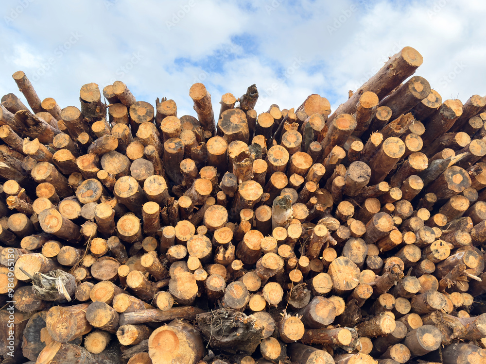 Chopped wood logs stacked high from low angle view Chopped wood logs stacked high from low angle view