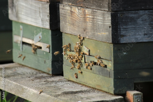 Bienenstock photo