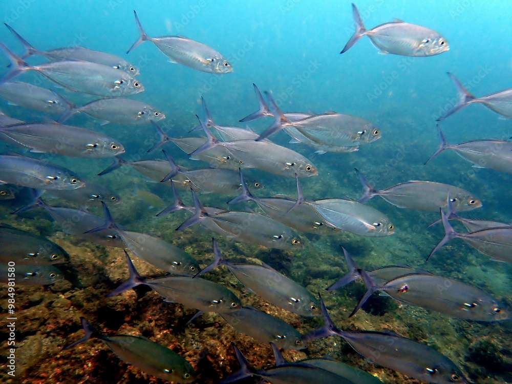 Fototapeta premium Costa Rica Sea Life