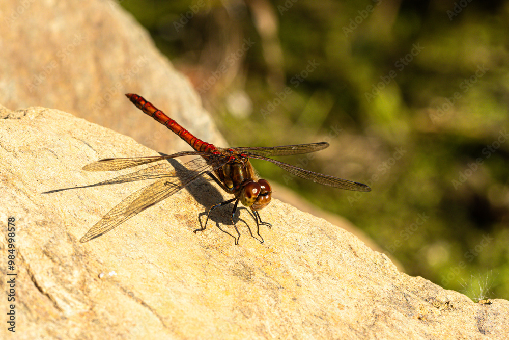 Eine männliche gemeine Heidelibelle (Sympetrum vulgatum) sitzt auf einem Stein Eine männliche gemeine Heidelibelle (Sympetrum vulgatum) sitzt auf einem Stein