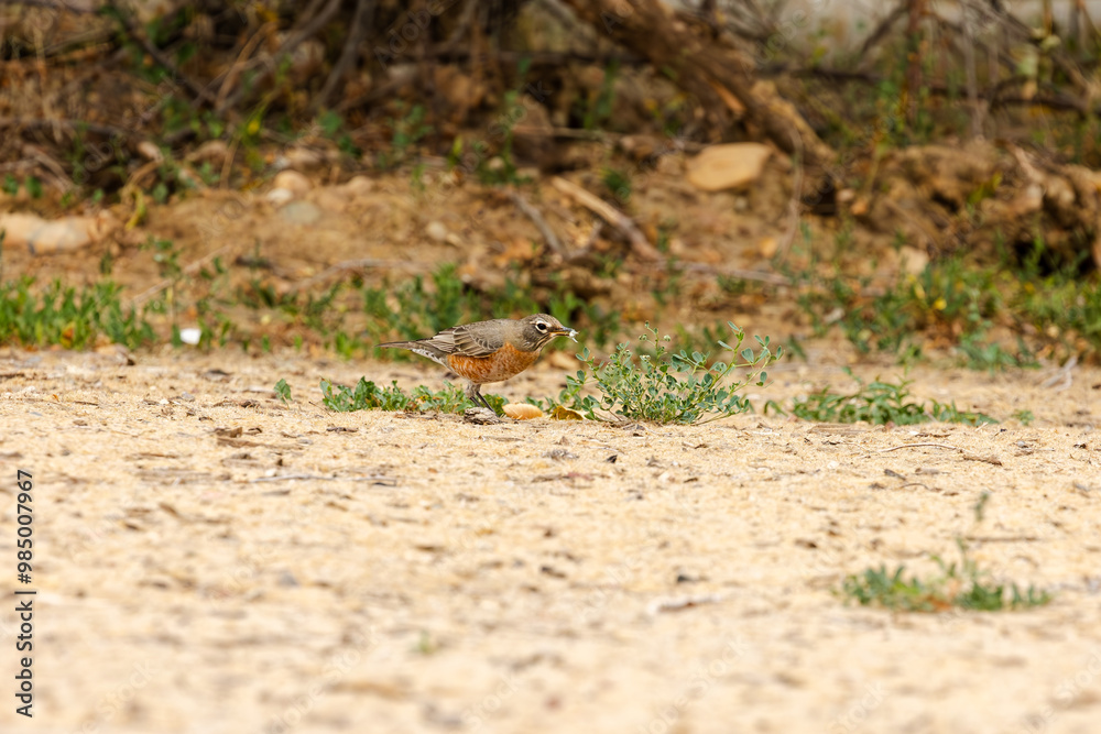 American Robin Eating a Moth, Boulder Colorado Wildlife, Colorado Birds