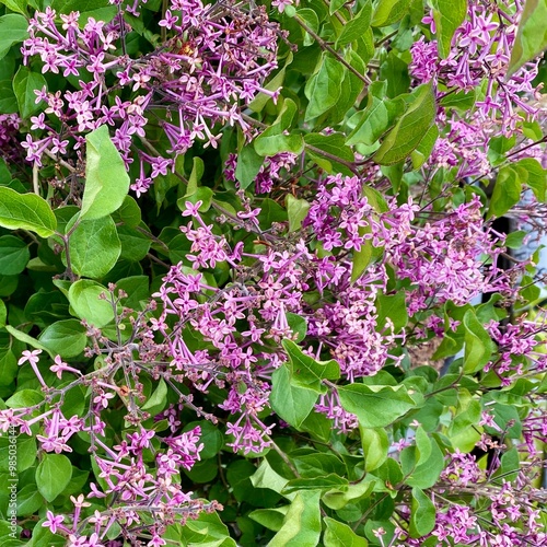 Closeup of lilac tree flowers (Syringa Bloomerang Dark Purple) photo
