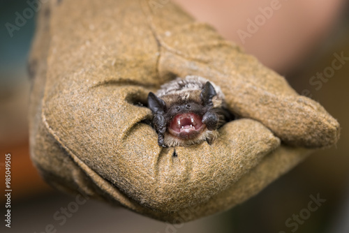 An open-jawed bat in a leather glove. 