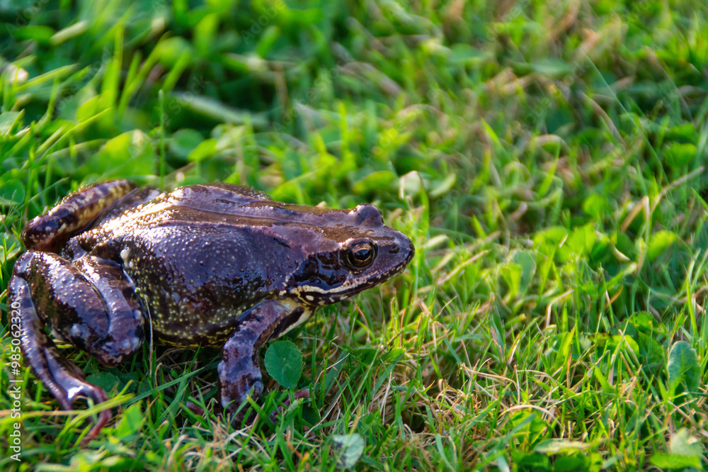 Obraz premium Wild Frog Perched on Lush Green Grass in Natural Habitat
