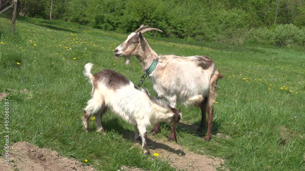 White goat grazes green grass at the meadow, sunny day White goat grazes green grass at the meadow, sunny day