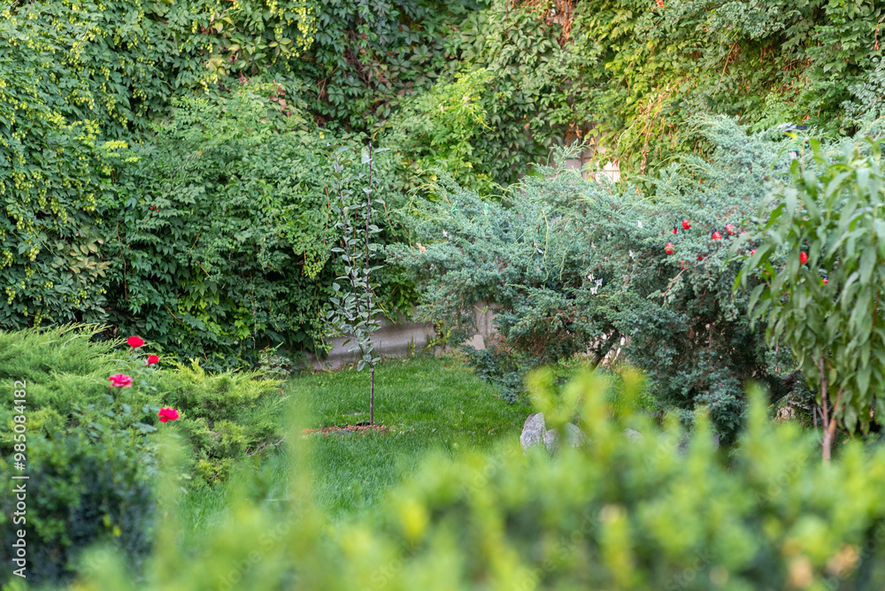 A young apple tree is in focus and other plants are out of focus. Garden. A young apple tree is in focus and other plants are out of focus. Garden.