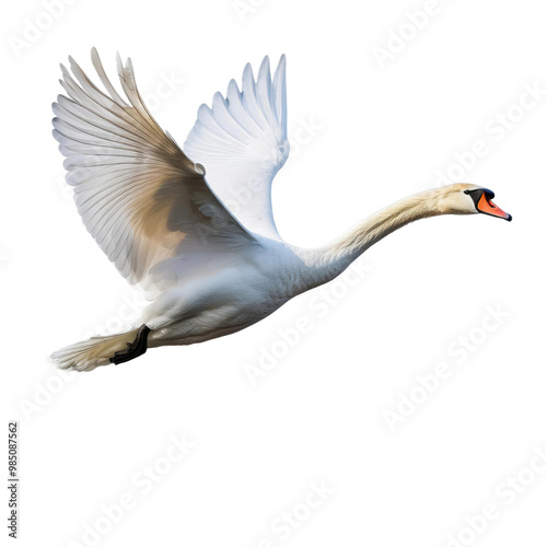 Fototapeta Naklejka Na Ścianę i Meble -  White swan in flight