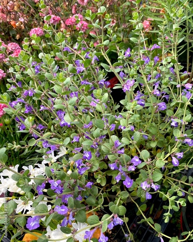 Foto Flowers of the Purple Skullcap plant (Scutellaria resinosa 'Smoky Hills')