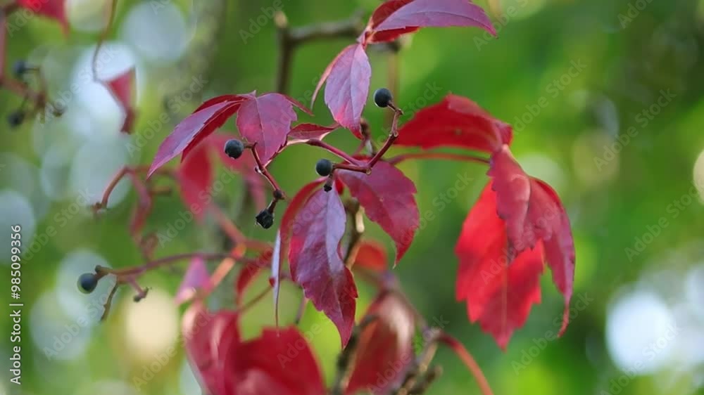 red leaves and dark berries blowing in the wind, sprawling branches of a wild vine, thicket with wine-red leaves and black berries, beautiful branch of a maiden vine red leaves and dark berries blowing in the wind, sprawling branches of a wild vine, thicket with wine-red leaves and black berries, beautiful branch of a maiden vine
