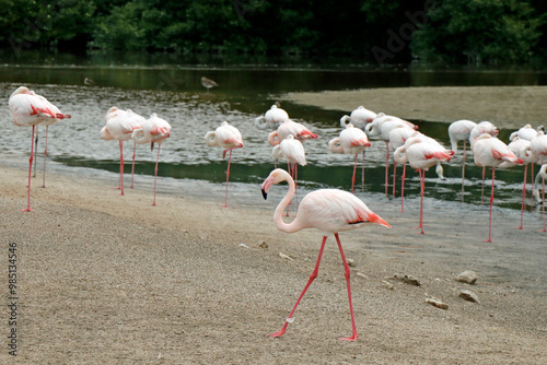 group of Greater flamingo is the most widespread and largest species of the flamingo family. It is found in Africa, Indian subcontinent, Middle East and Europe photo