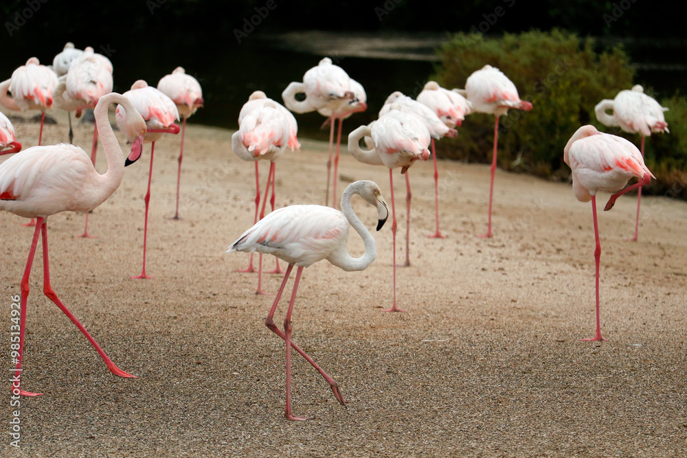 group of Greater flamingo is the most widespread and largest species of the flamingo family. It is found in Africa, Indian subcontinent, Middle East and Europe group of Greater flamingo is the most widespread and largest species of the flamingo family. It is found in Africa, Indian subcontinent, Middle East and Europe