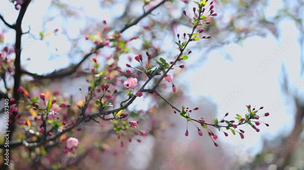 Beautiful spring backlit crabapple plant real shot video Beautiful spring backlit crabapple plant real shot video