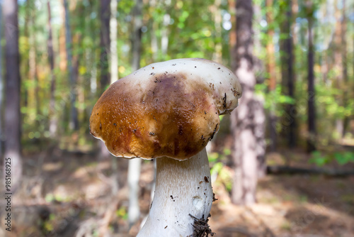 A white mushroom on a defocused natural background. Selective focus