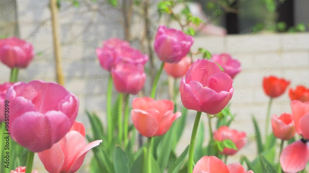 Beautiful tulips in spring 4K real shot Beautiful tulips in spring 4K real shot