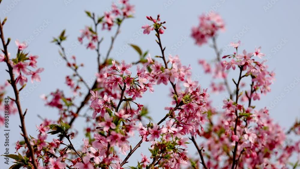 Cherry blossoms in spring pink beautiful real shot 4k Cherry blossoms in spring pink beautiful real shot 4k