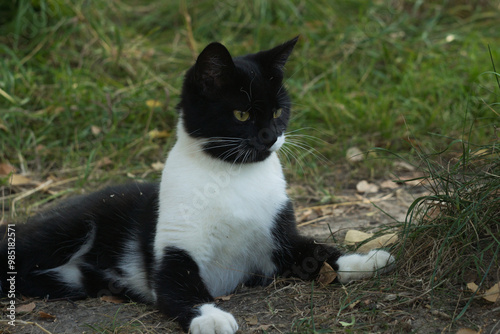 young black and white cat