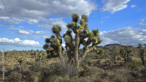 Joshua Tree