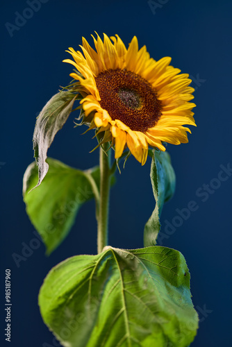 Blooming sunflower over deep blue background