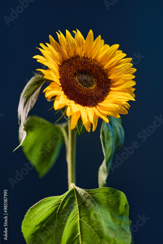 Blooming sunflower over deep blue background