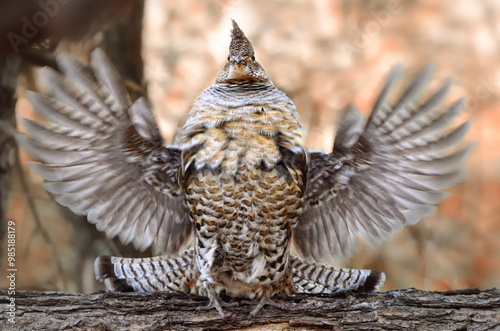 Grouse, Ruffed, Bonasa umbellus, displaying in the wild, in Minnesota. photo