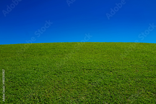 Fototapeta Naklejka Na Ścianę i Meble -  Landscape of green grass field. Blue sky and clouds background. Green grass field on landscape background. Landscape of countryside. Wide green field. Green meadows or grass field.