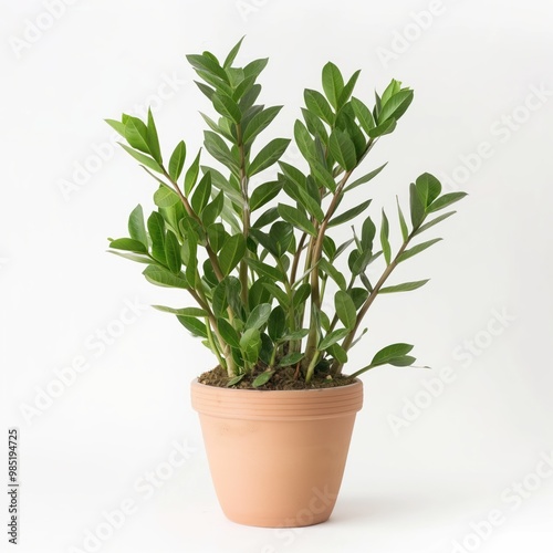 White background featuring a pot with Zamioculcas plant. Emerald green leaves, minimal design, and natural texture. Fresh, healthy, and tropical home decor inspiration.