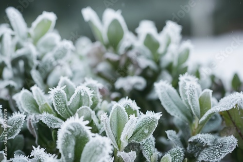 Frozen green plants in garden during winter. Close-up shot of icy leaves, frosty forest, and snow-covered landscape. Winter season scenery with frost and ice on leaves. photo