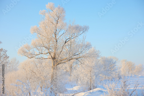 Wallpaper Mural 霧氷 Torontodigital.ca