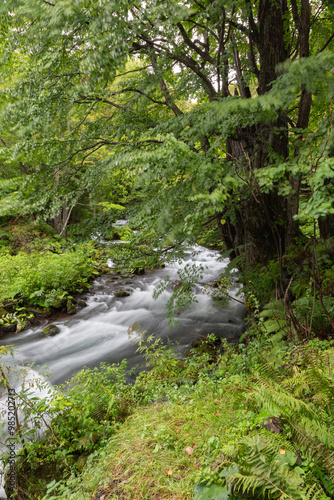 Mountain Stream in Hokkaido