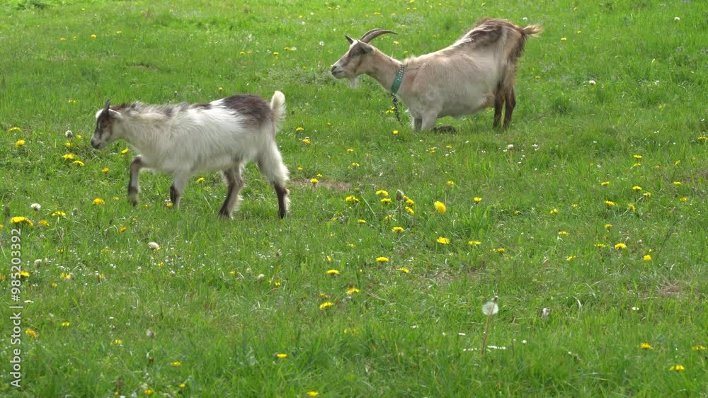 White goat grazes green grass at the meadow, sunny day White goat grazes green grass at the meadow, sunny day