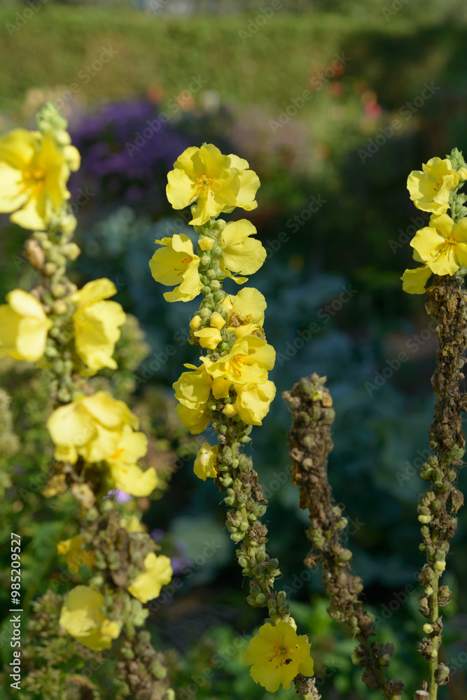 Verbascum (mullein cultivar) in bloom at a garden park Verbascum (mullein cultivar) in bloom at a garden park