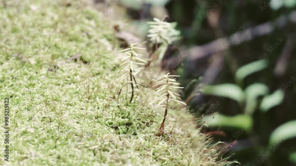 倒木に生えた苔のクローズアップ