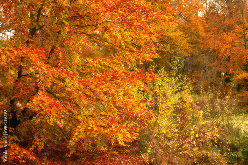 Autumn, countryside and trees with orange leaves outdoor in natural environment for season or sustainability. Conservation, ecosystem and nature with forest in fall for growth, peace or tranquility