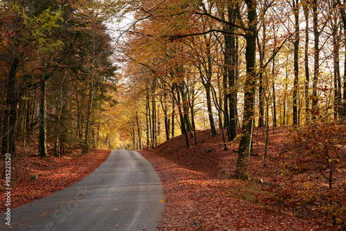 Forest, autumn or trees with street or leaves for season, change or natural foliage in countryside. Empty, woods or branches with outdoor path, road or ashphalt of eco friendly scenery or nature fall