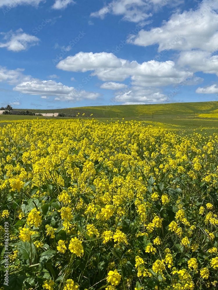 Obraz premium field of yellow flowers