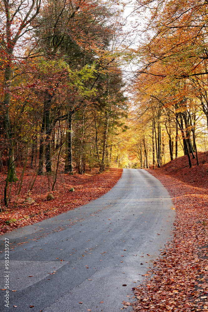 Obraz premium Forest, autumn or trees with road or leaves for season, change or natural foliage in countryside. Empty, woods or branches with outdoor path, street or asphalt of eco friendly scenery or nature fall