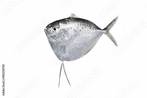 Fresh Razor Moonfish (Mene maculata) in white background