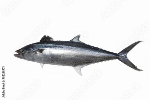 narrow-barred Spanish mackerel (Scomberomorus commerson)  photo