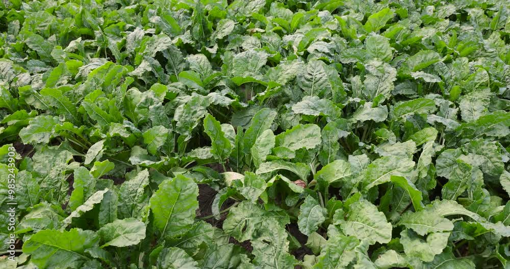 field with green beets , a large amount of sugar beet in the field during the ripening period field with green beets , a large amount of sugar beet in the field during the ripening period