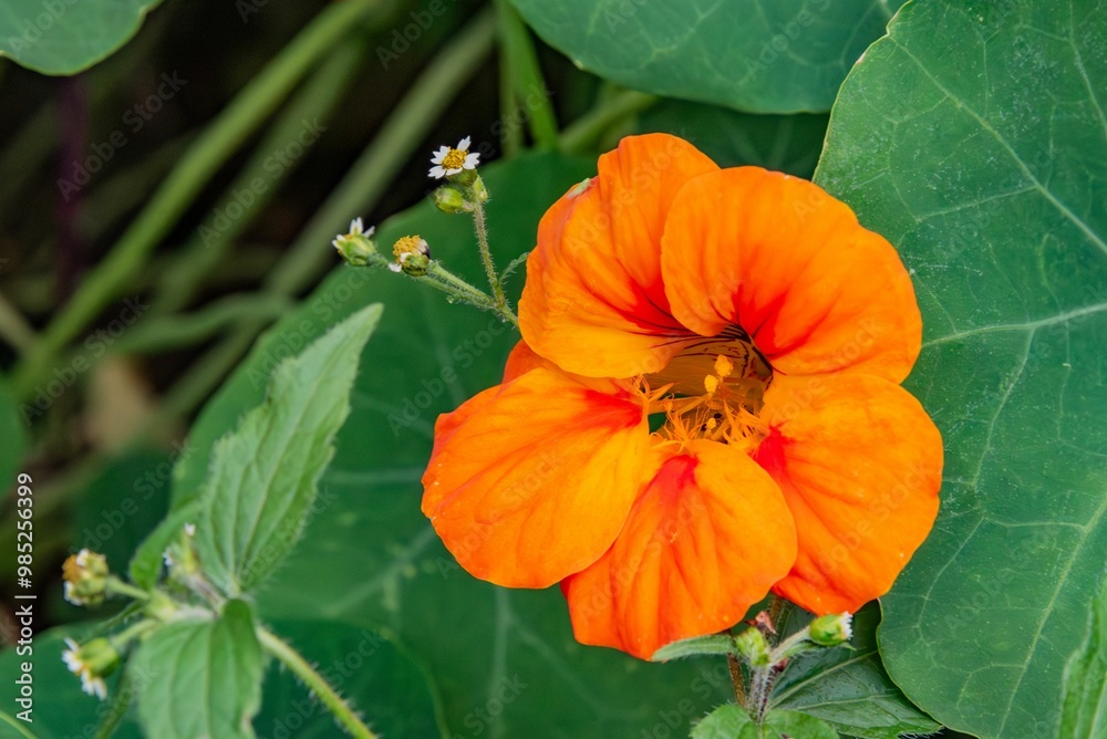 Orange Nasturtium Bloom on a Summer Evening, York Pennsylvania UISA Orange Nasturtium Bloom on a Summer Evening, York Pennsylvania UISA