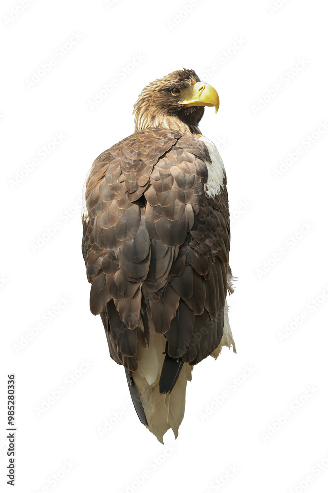 Obraz premium Beautiful Steller's sea eagle on white background. Exotic bird
