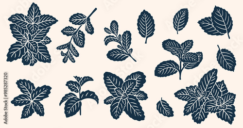 Realistic Mint Leaves or Mint Leaf Peppermint, for  Mint Flavour Herb Botanical in Vector Illustration