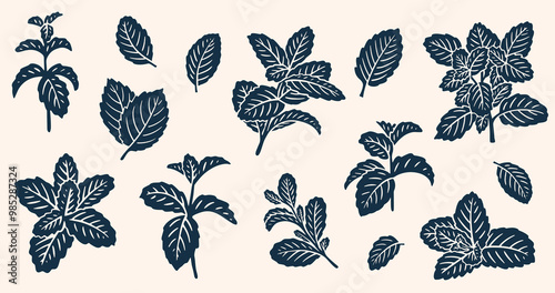 Realistic Mint Leaves or Mint Leaf Peppermint, for  Mint Flavour Herb Botanical in Vector Illustration