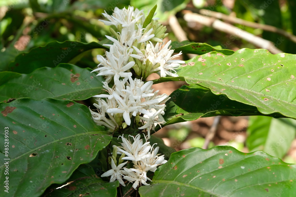 White coffee flower blooming in Coorg,indonesia White coffee flower blooming in Coorg,indonesia