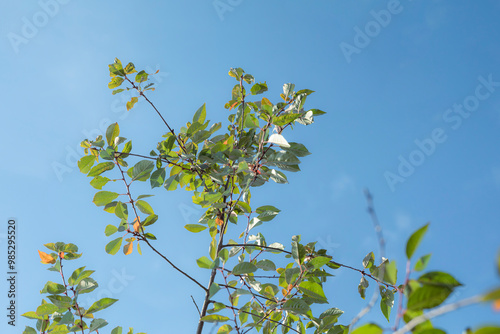 Young green leaves on a cherry tree. Clear blue sky.