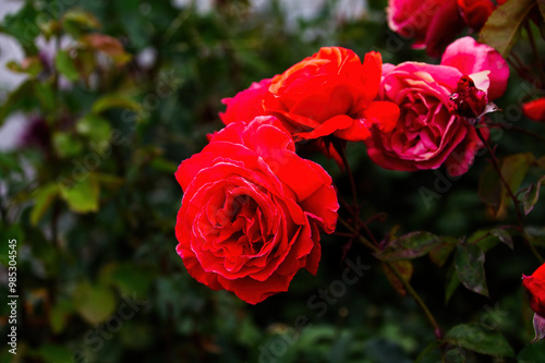 Group Of Red And Pink Roses With Green Leaf Background photo