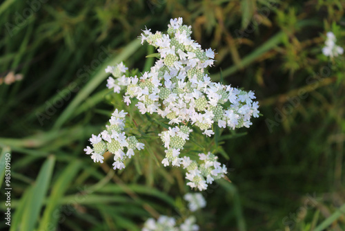 Slender mountain mint at Pine Dunes Forest Preserve in Antioch, Illinois