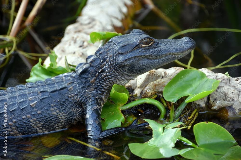 Young baby Alligator resting on the log at the Everglades National Park Florida with soft background Young baby Alligator resting on the log at the Everglades National Park Florida with soft background