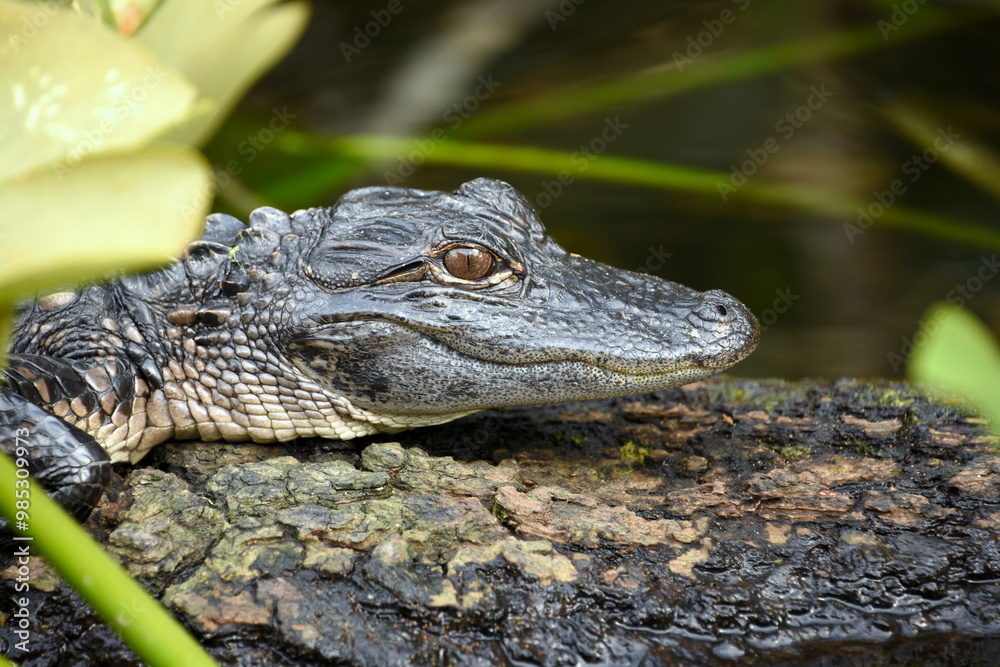 Young baby Alligator resting on the log at the Everglades National Park Florida with soft background Young baby Alligator resting on the log at the Everglades National Park Florida with soft background